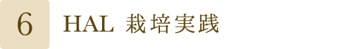 HAL 栽培実践