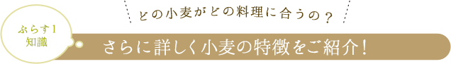 ぷらす1知識　さらに詳しく小麦の特徴をご紹介！